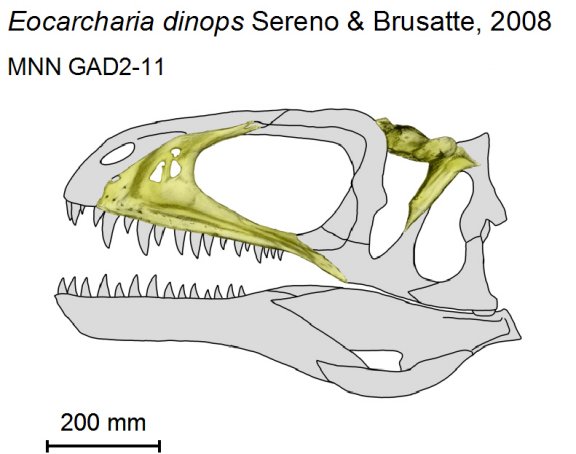 Eocarcharia dinops - Prehistoric Animals