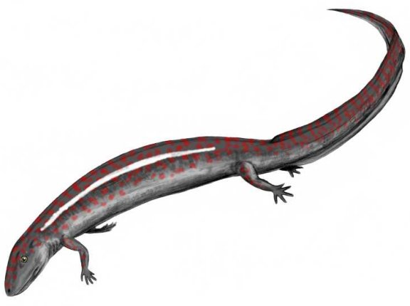 Eogyrinus - Prehistoric Animals