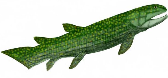 Gogonasus andrewsae - Prehistoric Animals