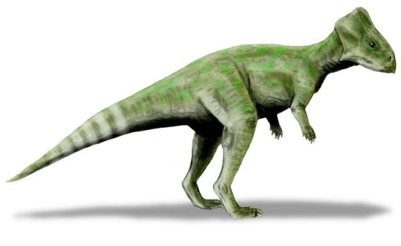 Graciliceratops mongoliensis - Prehistoric Animals