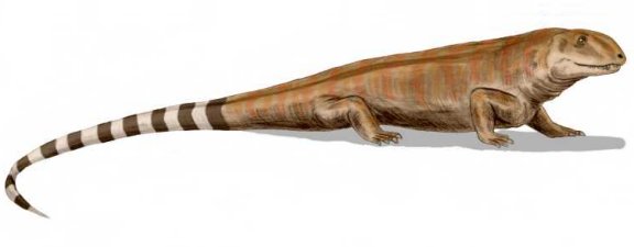 Haptodus garnettensis - Prehistoric Animals