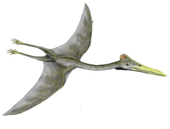 Hatzegopteryx thambema - Prehistoric Animals