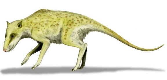 Indohyus major - Prehistoric Animals