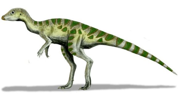 Leaellynasaura amicagraphica - Prehistoric Animals