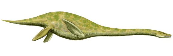 Muraenosaurus leedsi - Prehistoric Animals