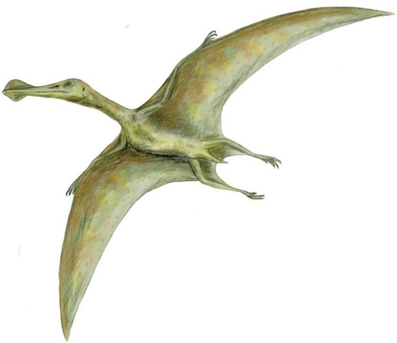 Ornithocheirus - Prehistoric Animals