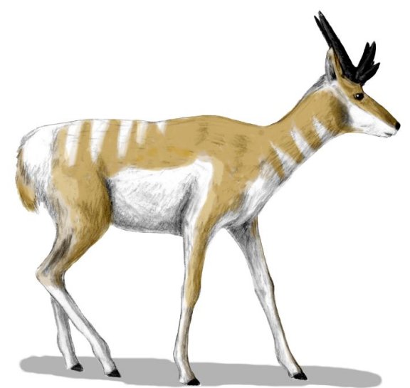 Osbornoceros osborni - Prehistoric Animals