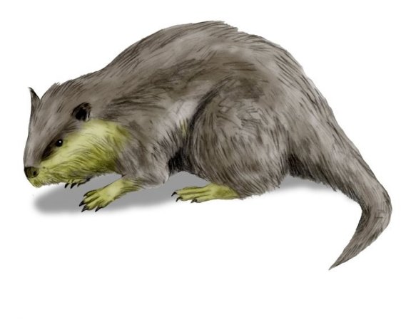 Palaeocastor peninsulatus - Prehistoric Animals