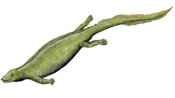 Paraplacodus broili - Prehistoric Animals