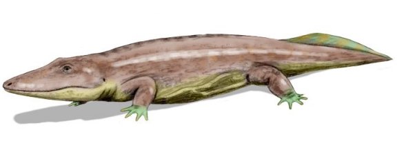 Parotosuchus - Prehistoric Animals