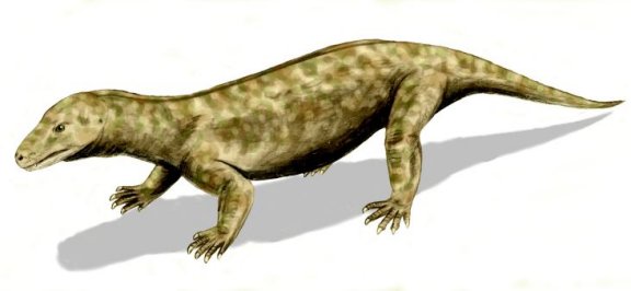 Procynosuchus delaharpeae - Prehistoric Animals