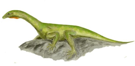 Protorosaurus speneri - Prehistoric Animals