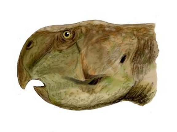 Psittacosaurus sinensis - Prehistoric Animals
