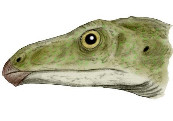 Shuvosaurus inexpectatus - Prehistoric Animals