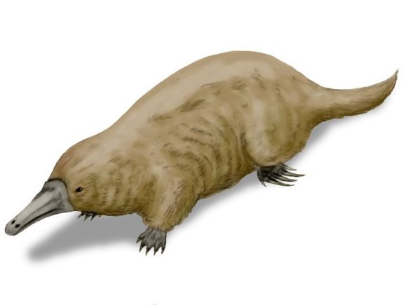 Steropodon galmani - Prehistoric Animals