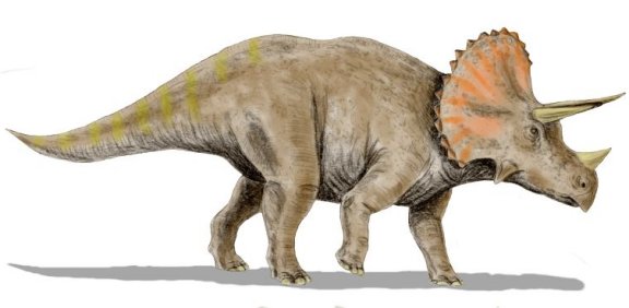 Triceratops horridus - Prehistoric Animals