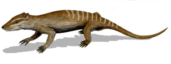 Yanoconodon allini - Prehistoric Animals