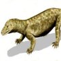 Procynosuchus delaharpeae
