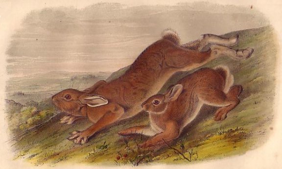 Northern Hare, Summer - Audubon's Viviparous Quadrupeds of North America