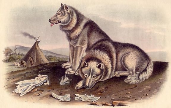  Esquimaux Dog - Audubon's Viviparous Quadrupeds of North America