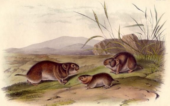 Yellow-cheeked Meadow Mouse (Yellow-cheeked Vole) - Audubon's Viviparous Quadrupeds of North America