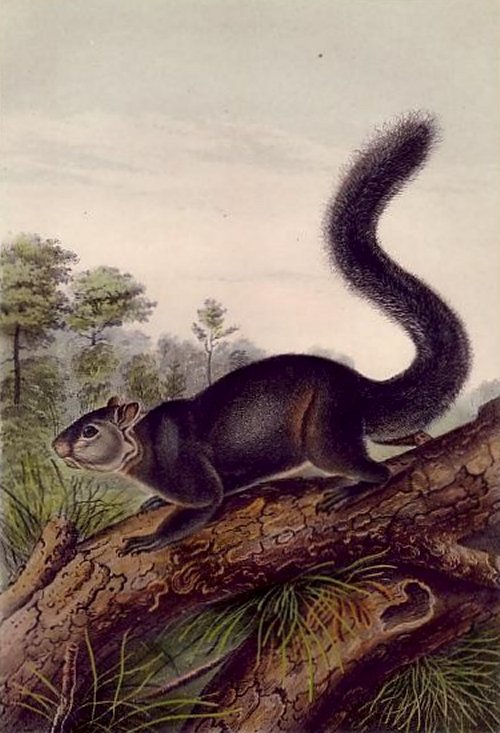  Dusky Squirrel (Red-bellied Squirrel) - Audubon's Viviparous Quadrupeds of North America