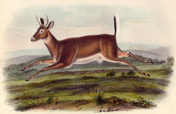 Long-tailed Deer (Columbian White-tailed Deer) - Audubon's Viviparous Quadrupeds of North America