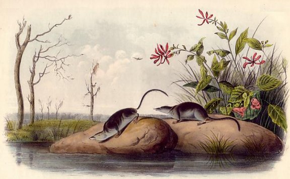 American Marsh Shrew (Water Shrew) - Audubon's Viviparous Quadrupeds of North America