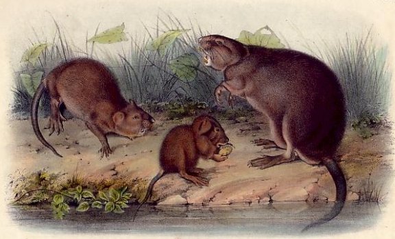 Musk-Rat Musquash - Audubon's Viviparous Quadrupeds of North America