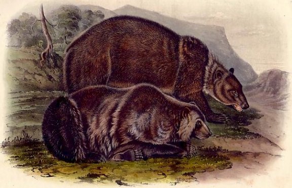 Grizzly Bear - Audubon's Viviparous Quadrupeds of North America
