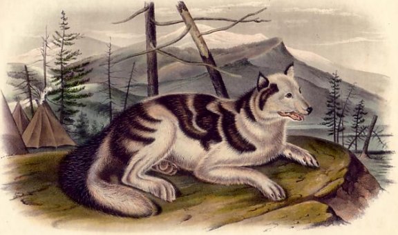 Hare-Indian Dog - Audubon's Viviparous Quadrupeds of North America