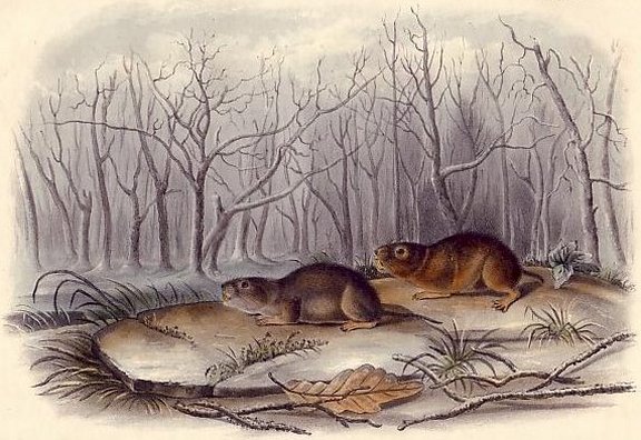 Richardson's Meadow Mouse (Water Vole) - Audubon's Viviparous Quadrupeds of North America