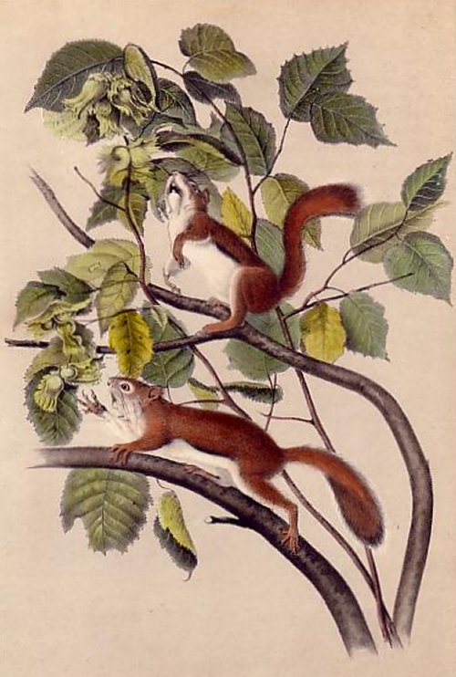 Hudson's Bay Squirrel (Red Squirrel) - Audubon's Viviparous Quadrupeds of North America