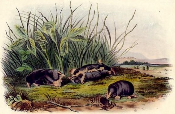 Townsend's Shrew Mole - Audubon's Viviparous Quadrupeds of North America