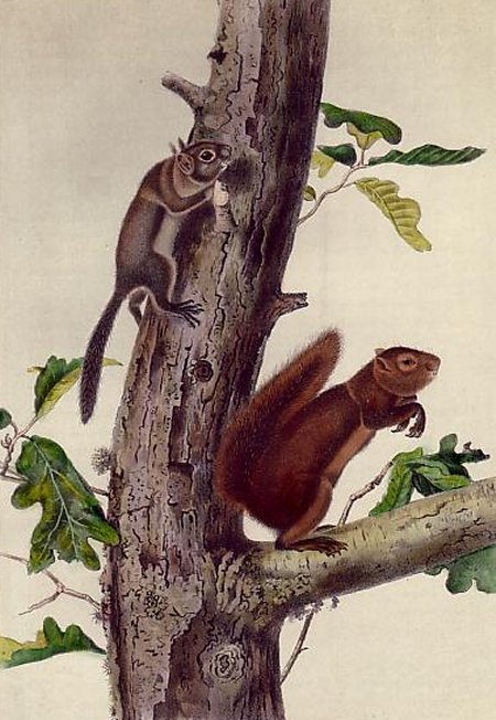 Fremont's and Sooty Squirrel (Red Squirrel) - Audubon's Viviparous Quadrupeds of North America