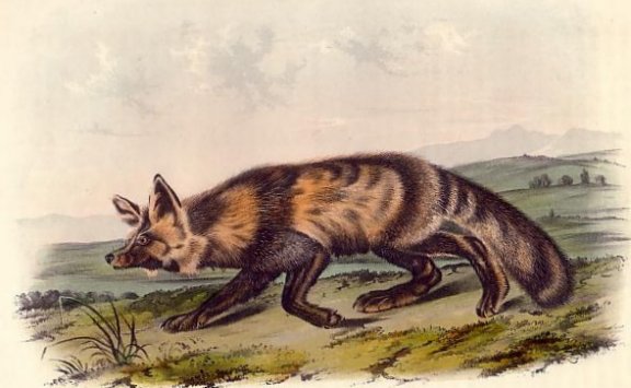Jackal Fox - Audubon's Viviparous Quadrupeds of North America