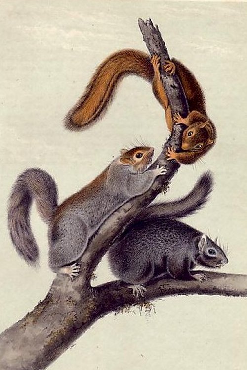 Cat Squirrel (Fox Squirrel) - Audubon's Viviparous Quadrupeds of North America