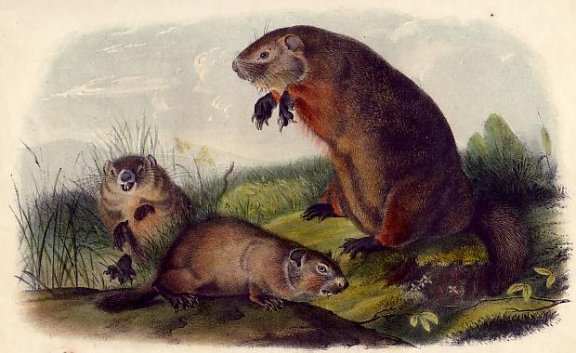 Maryland Woodchuck (Groundhog or Woodchuck) - Audubon's Viviparous Quadrupeds of North America