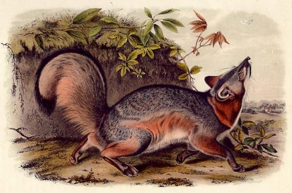 Grey Fox - Audubon's Viviparous Quadrupeds of North America