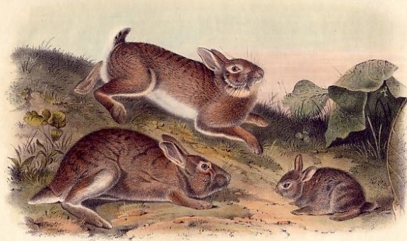 Grey Rabbit (Eastern Cottontail) - Audubon's Viviparous Quadrupeds of North America
