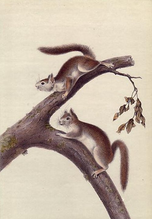 Downy Squirrel (Red Squirrel) - Audubon's Viviparous Quadrupeds of North America