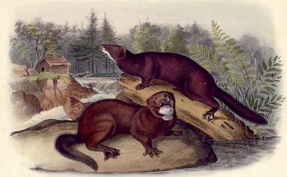 Mink - Audubon's Viviparous Quadrupeds of North America