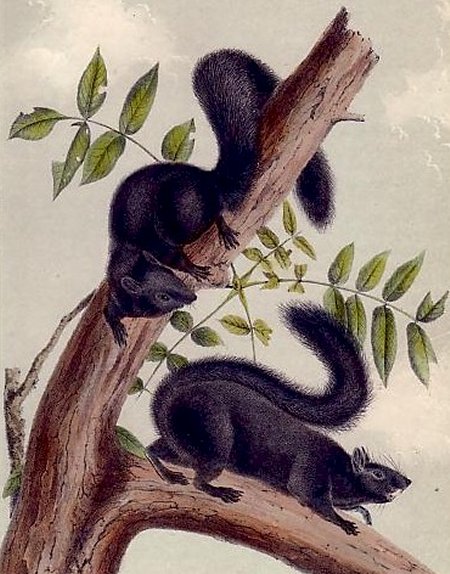 Black Squirrel (Eastern Grey Squirrel) - Audubon's Viviparous Quadrupeds of North America