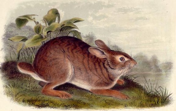 Swamp Hare - Audubon's Viviparous Quadrupeds of North America