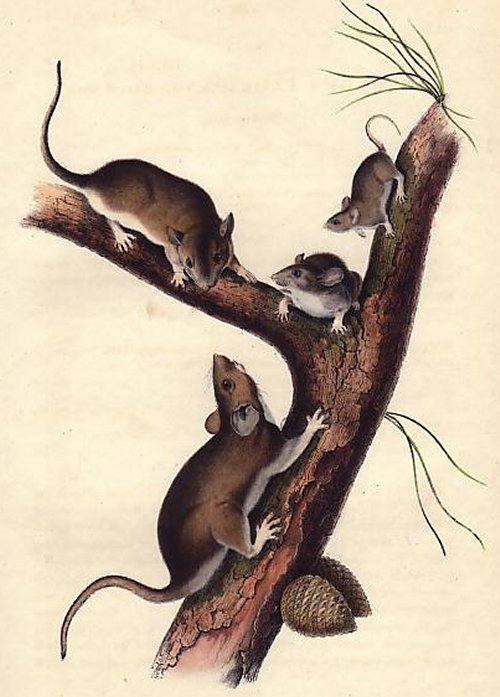 Florida Rat (Eastern Wood Rat) - Audubon's Viviparous Quadrupeds of North America