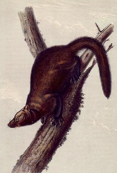 Pennants Marten or Fisher - Audubon's Viviparous Quadrupeds of North America