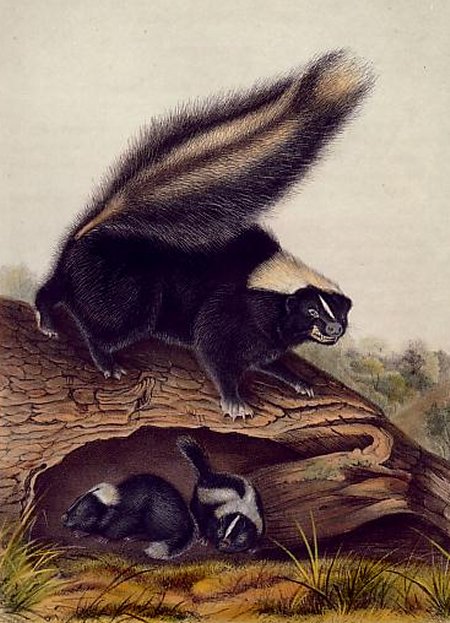 American Skunk (Striped Skunk) - Audubon's Viviparous Quadrupeds of North America