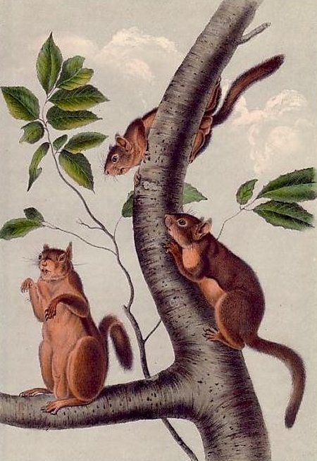 Douglass Squirrel - Audubon's Viviparous Quadrupeds of North America