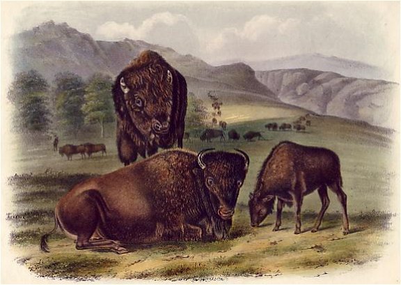 American Bison (Family) - Audubon's Viviparous Quadrupeds of North America