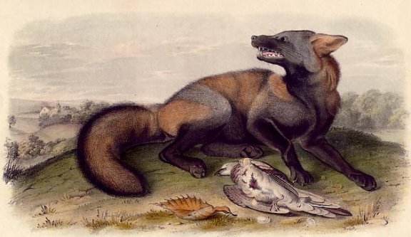 American Cross Fox (Red Fox) - Audubon's Viviparous Quadrupeds of North America